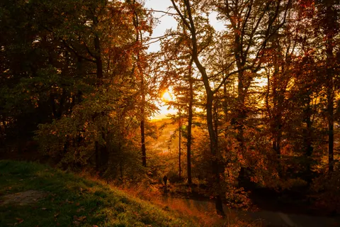 Sfondo Sentiero nel Bosco Autunnale 4K · autumn · 3840×2560