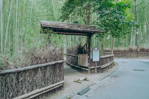 竹林 4K桌布 · nature · 3840×2560