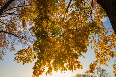 Autumn Forest Path 4K Wallpaper · autumn · 3840×2560