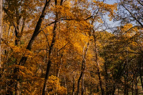 Herbstlicher Waldweg 4K Hintergrundbild · autumn · 3840×2560