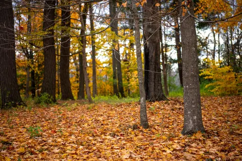 والپیپر مسیر جنگل پاییزی با کیفیت 4K · autumn · 3840×2563