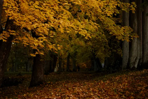 Autumn Forest Path 4K Wallpaper · autumn · 3840×2560
