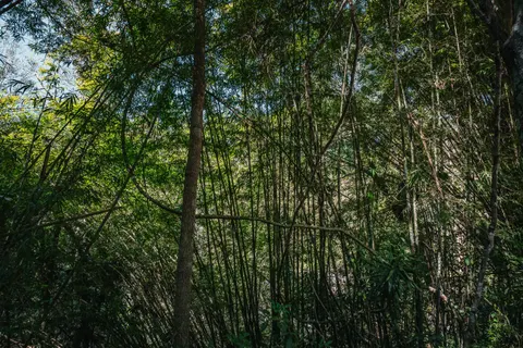 竹林 4K壁纸 · nature · 3840×2560