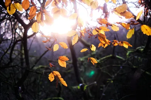Sfondo Sentiero nel Bosco Autunnale 4K · autumn · 3840×2560