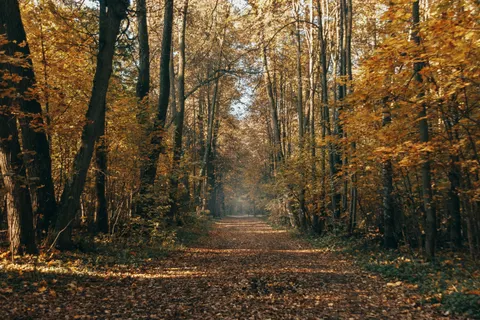 Autumn Forest Path 4K Wallpaper · autumn · 3840×2560