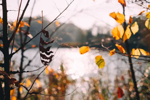 والپیپر مسیر جنگل پاییزی با کیفیت 4K · autumn · 3840×2560