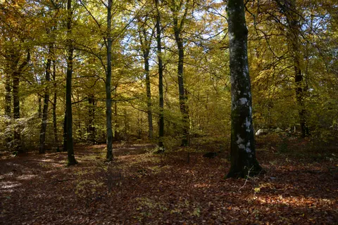 Autumn Forest Path 4K Wallpaper · autumn · 3840×2560