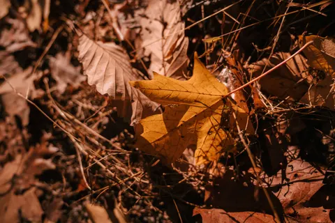 Autumn Forest Path 4K Wallpaper · autumn · 3840×2560