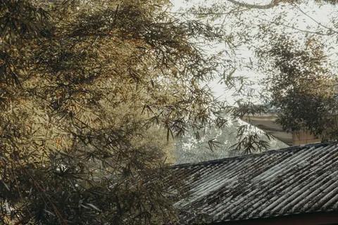 竹林 4K壁纸 · nature · 3840×2560