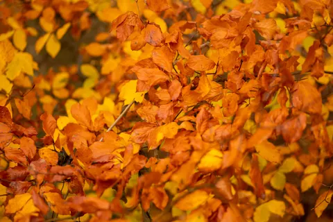 Sfondo Sentiero nel Bosco Autunnale 4K · autumn · 3840×2560