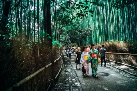 竹林 4K桌布 · nature · 3840×2560