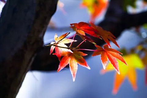 Fond d'écran Feuilles d'erable d'automne 4K · autumn · 3840×2560