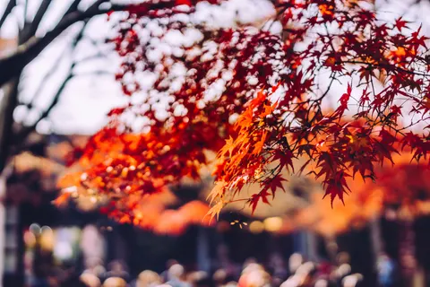 والپیپر برگ‌های افرا پاییزی با کیفیت 4K · autumn · 3840×2562
