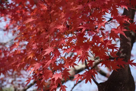 Autumn Maple Leaves 4K Wallpaper · autumn · 3840×2560