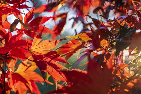 والپیپر برگ‌های افرا پاییزی با کیفیت 4K · autumn · 3840×2560