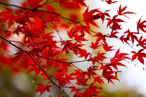 Autumn Maple Leaves 4K Wallpaper · autumn · 3840×2560