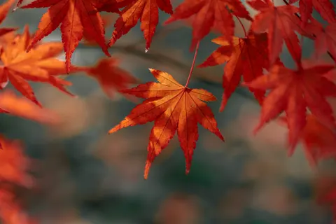 Fond d'écran Feuilles d'erable d'automne 4K · autumn · 3840×2560