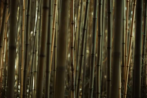 竹林 4K桌布 · nature · 3840×2560