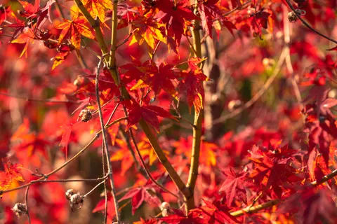 والپیپر برگ‌های افرا پاییزی با کیفیت 4K · autumn · 3840×2560