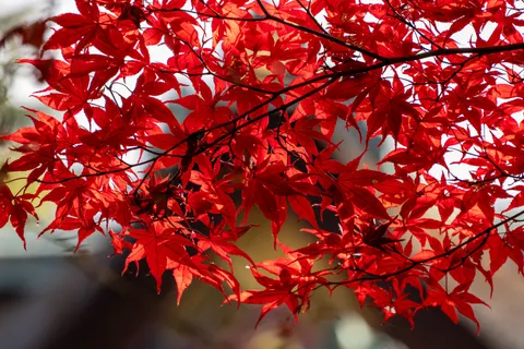 Autumn Maple Leaves 4K Wallpaper · autumn · 3840×2560