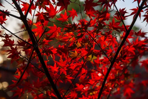 Fond d'écran Feuilles d'erable d'automne 4K · autumn · 3840×2560