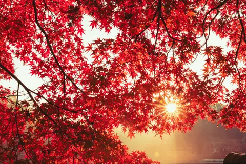 والپیپر برگ‌های افرا پاییزی با کیفیت 4K · autumn · 3840×2560