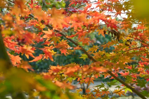 والپیپر برگ‌های افرا پاییزی با کیفیت 4K · autumn · 3840×2560