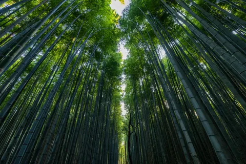 竹林 4K桌布 · nature · 3840×2561