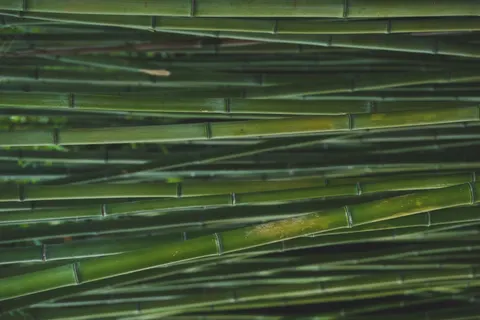 竹林 4K桌布 · nature · 3840×2560