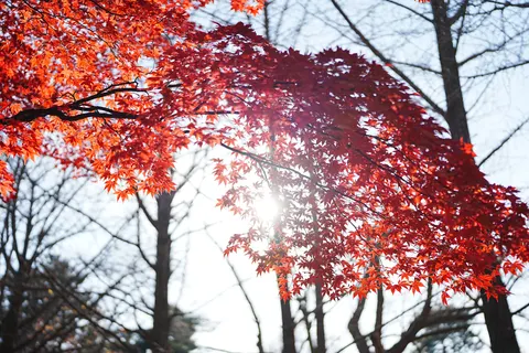 Tapeta Jesienne Liście Klonu 4K · autumn · 3840×2560