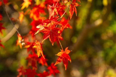 Autumn Maple Leaves 4K Wallpaper · autumn · 3840×2560