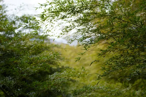竹林 4K壁纸 · nature · 3840×2560