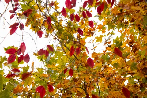 Autumn Maple Leaves 4K Wallpaper · autumn · 3840×2560