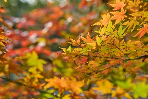 Autumn Maple Leaves 4K Wallpaper · autumn · 3840×2560