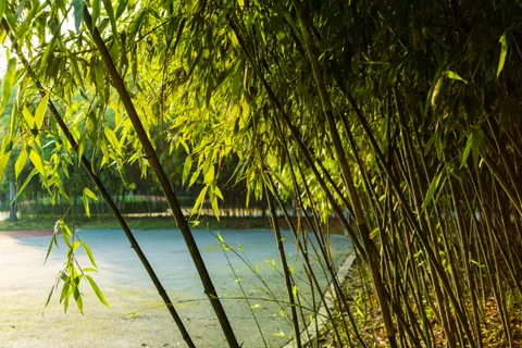 竹林 4K桌布 · nature · 3840×2560