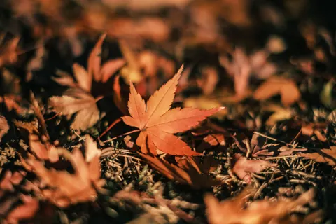 Autumn Maple Leaves 4K Wallpaper · autumn · 3840×2560
