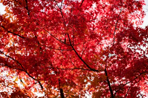 Autumn Maple Leaves 4K Wallpaper · autumn · 3840×2560