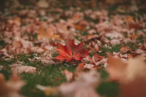 والپیپر برگ‌های افرا پاییزی با کیفیت 4K · autumn · 3840×2560