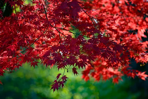 Fond d'écran Feuilles d'erable d'automne 4K · autumn · 3840×2563