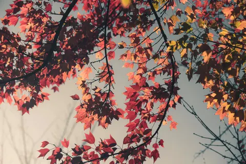 Autumn Maple Leaves 4K Wallpaper · autumn · 3840×2560