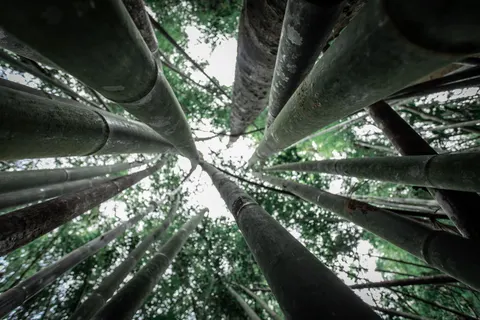 竹林 4K壁纸 · nature · 3840×2560