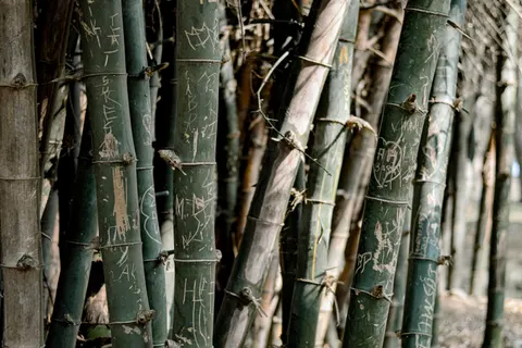 竹林 4K桌布 · nature · 3840×2560