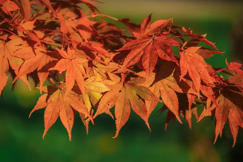 والپیپر برگ‌های افرا پاییزی با کیفیت 4K · autumn · 3840×2560