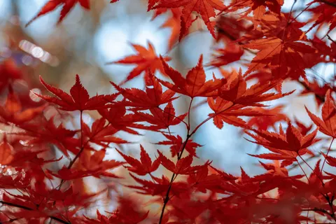 Autumn Maple Leaves 4K Wallpaper · autumn · 3840×2560