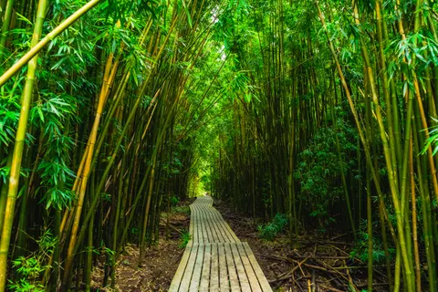 竹林 4K壁纸 · nature · 3840×2560