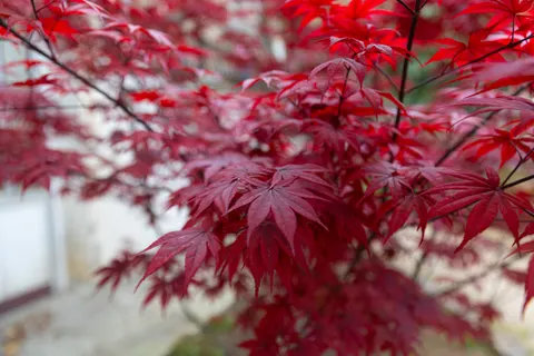 Herfstesdoornbladeren 4K-achtergrond · autumn · 3840×2560