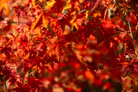 Autumn Maple Leaves 4K Wallpaper · autumn · 3840×2560