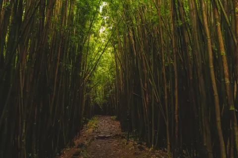 竹林 4K桌布 · nature · 3840×2560