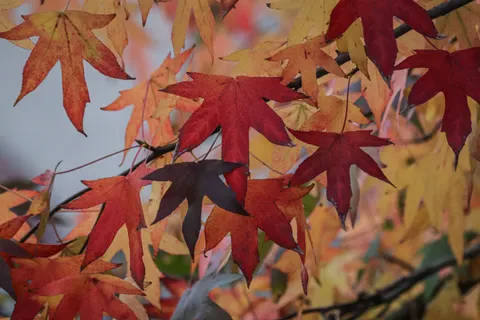 Herfstesdoornbladeren 4K-achtergrond · autumn · 3840×2560