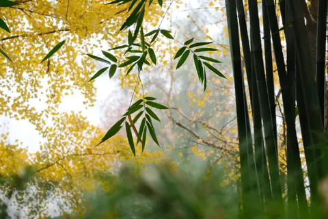 竹林 4K壁纸 · nature · 3840×2560